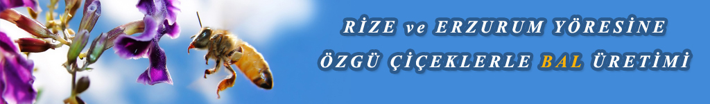 Bal eitleri